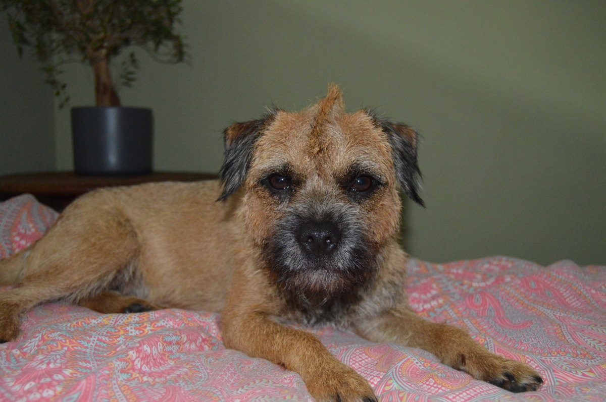 like have a Border Terrier?