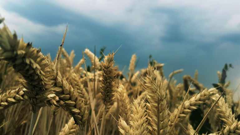 rice wheat field