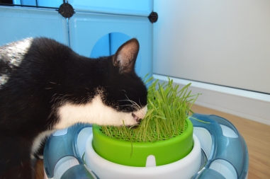 Pooss eating grass two