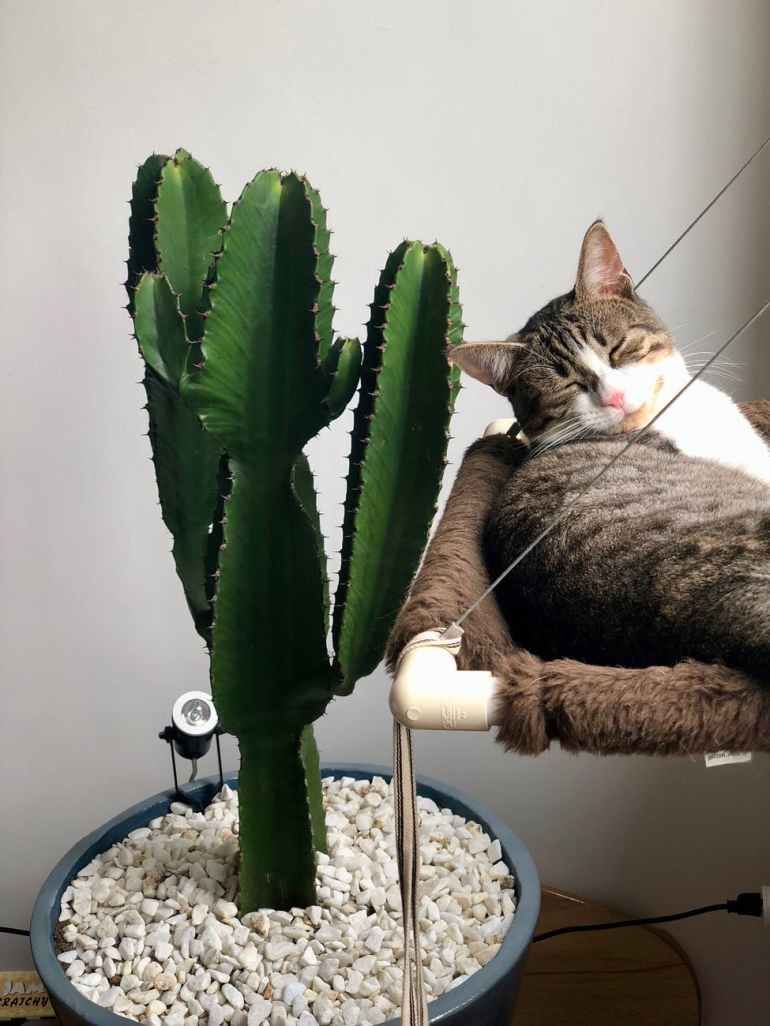 grey tabby cat laying beside green cactus