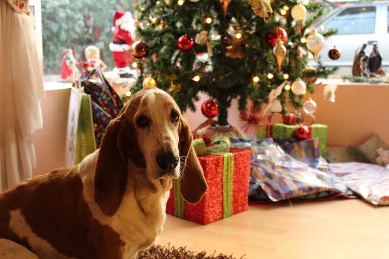tan and white basset hound near the christmas tree